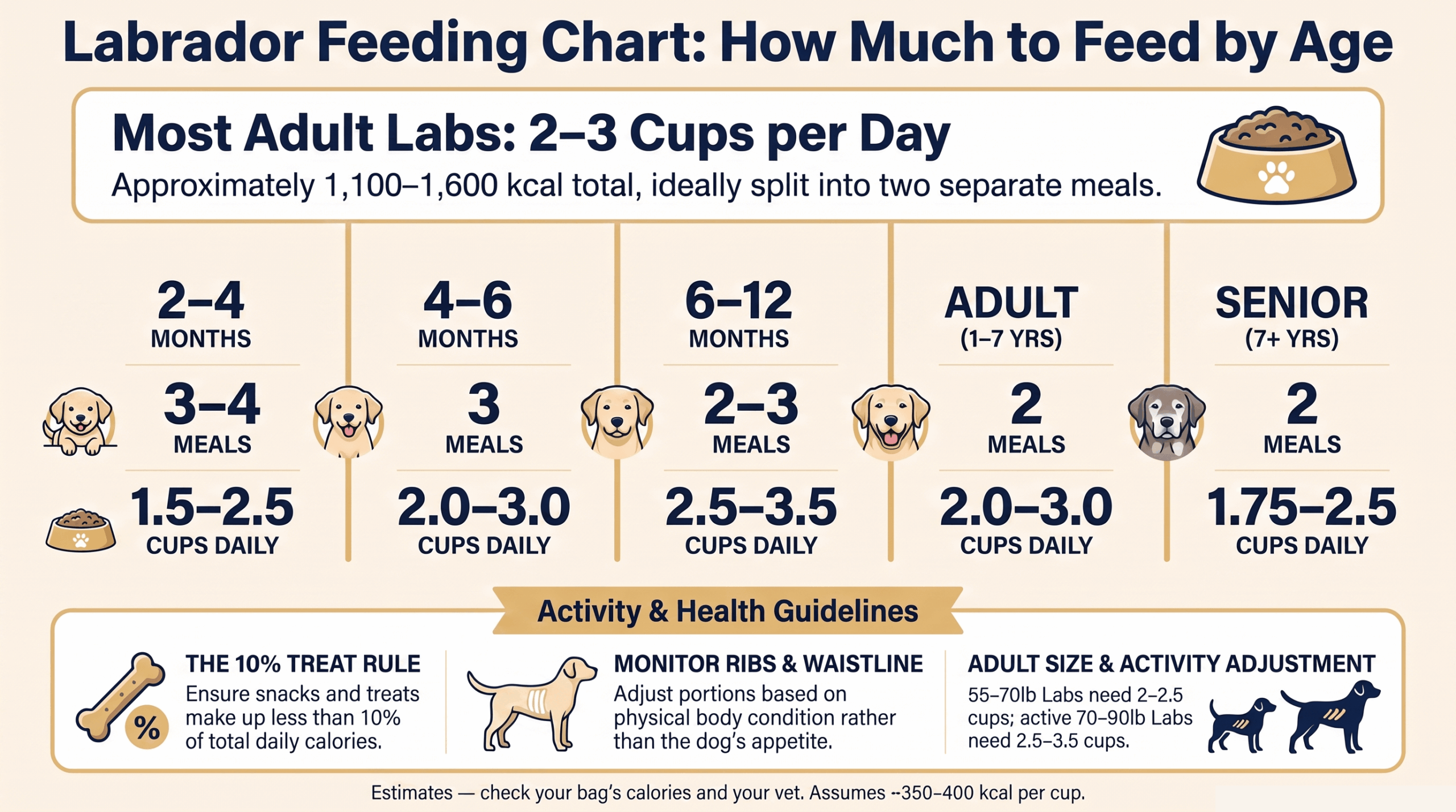labrador feeding chart showing how much to feed a Labrador by age in cups per day
