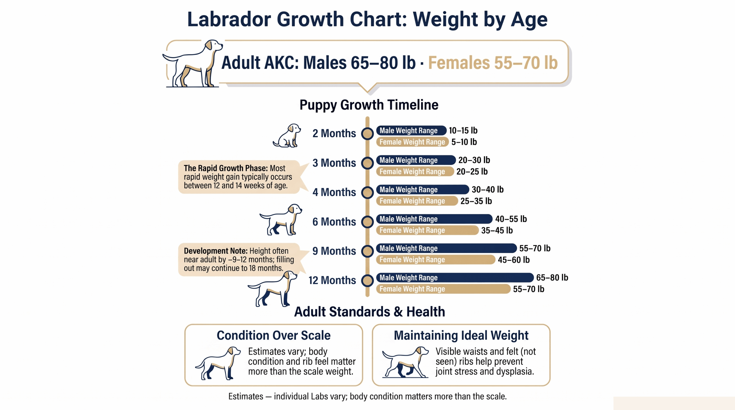 labrador growth chart infographic with male and female Lab weight by age from 2 to 12 months