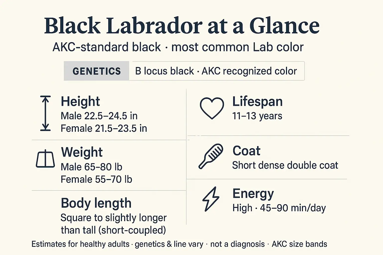 At-a-glance overview: Black Labrador at a Glance height weight lifespan