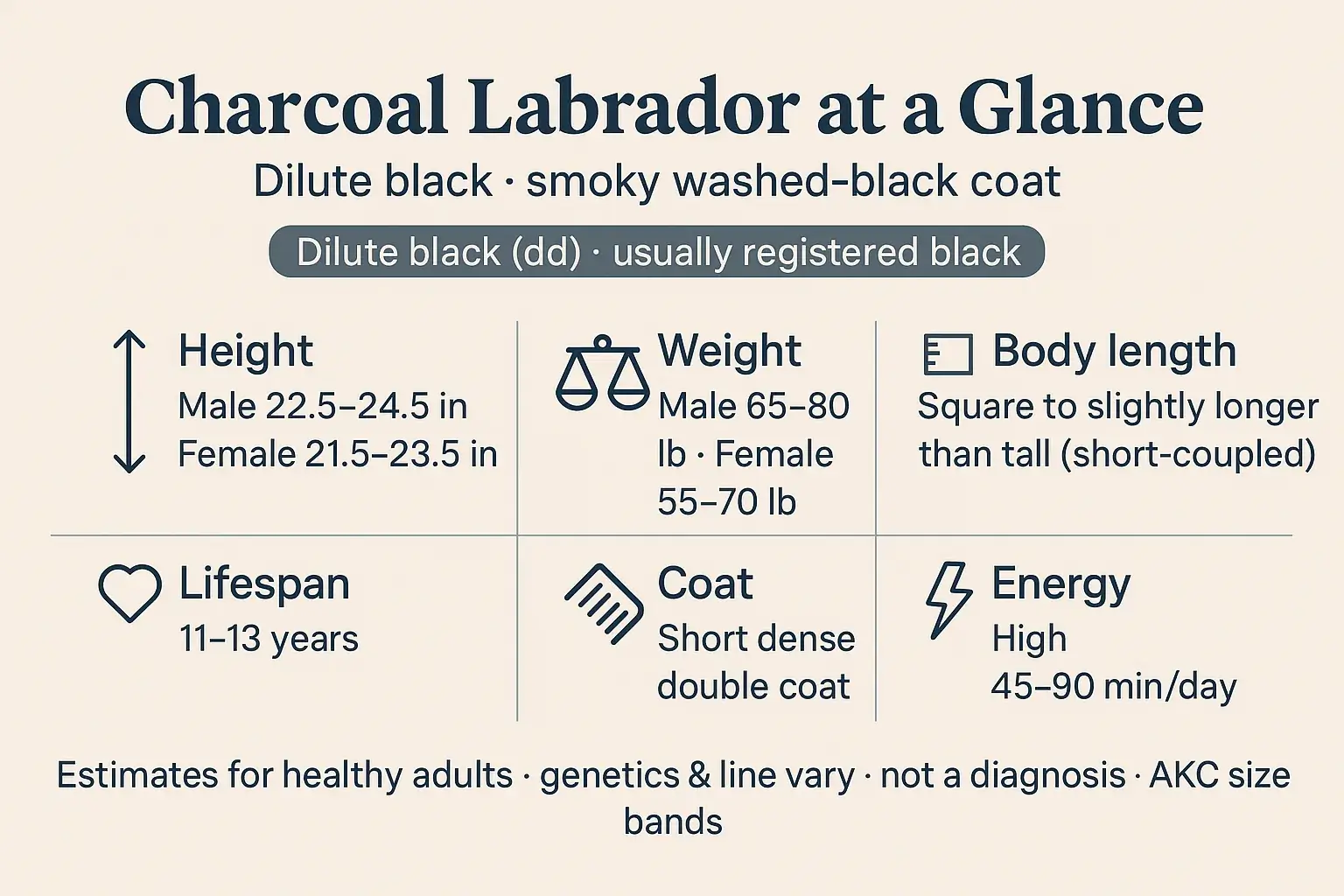 At-a-glance overview: Charcoal Labrador at a Glance height weight lifespan