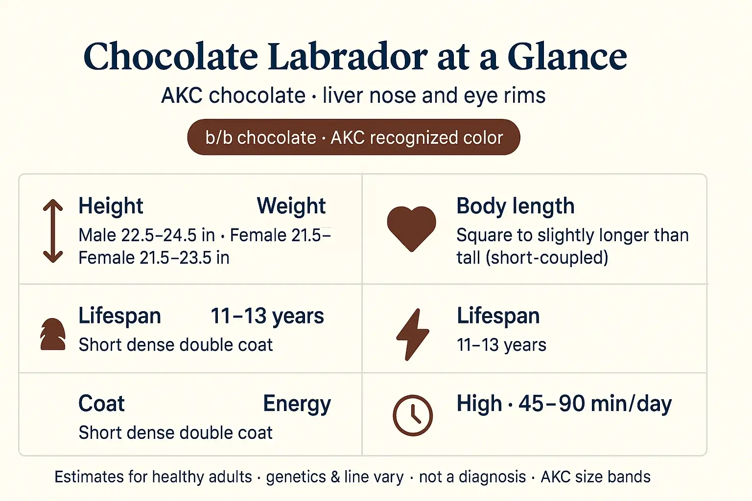 At-a-glance overview: Chocolate Labrador at a Glance height weight lifespan