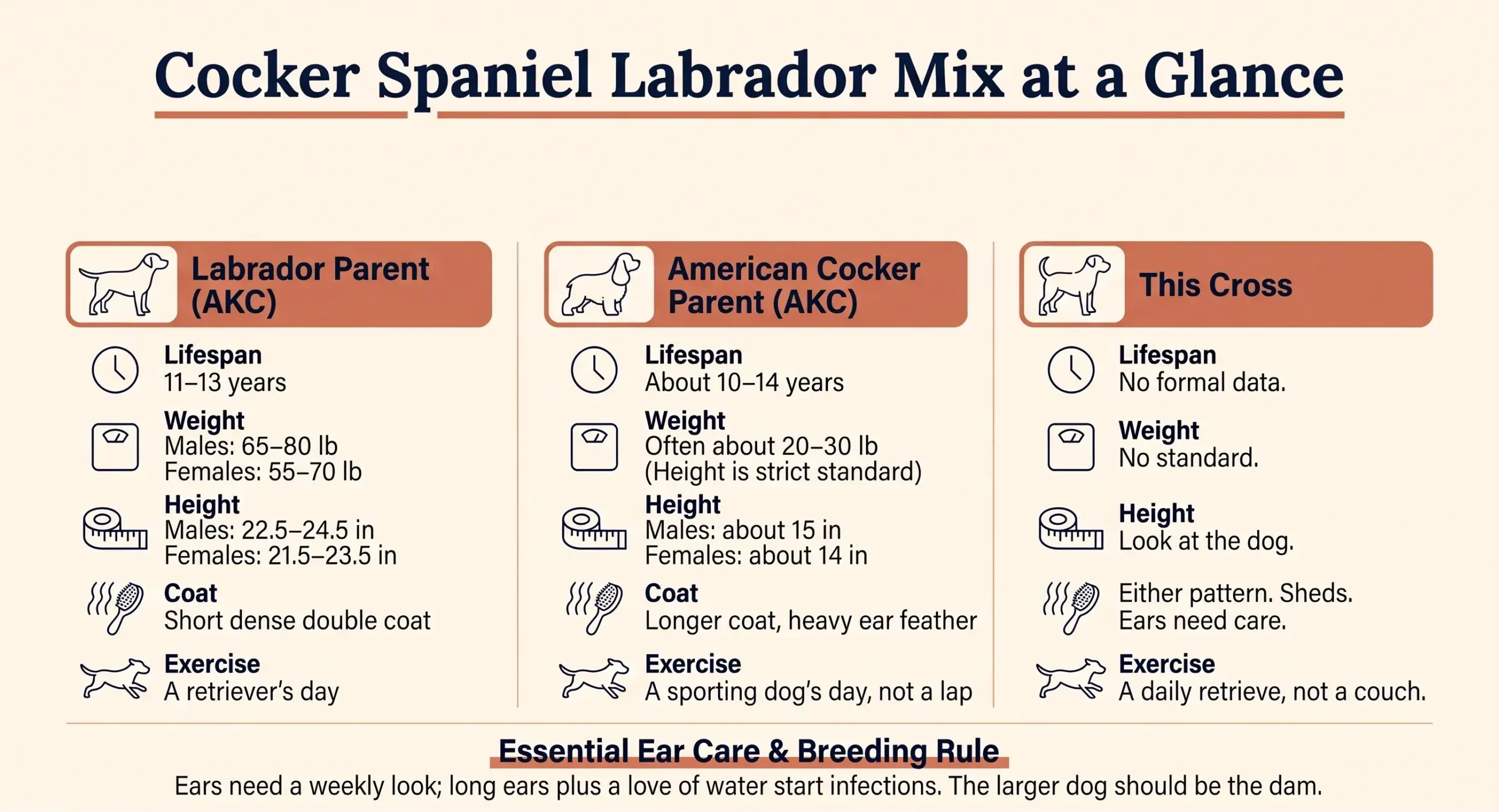 Infographic comparing Labrador and American Cocker parent ranges for ears, size, and exercise, with no single weight for the cross