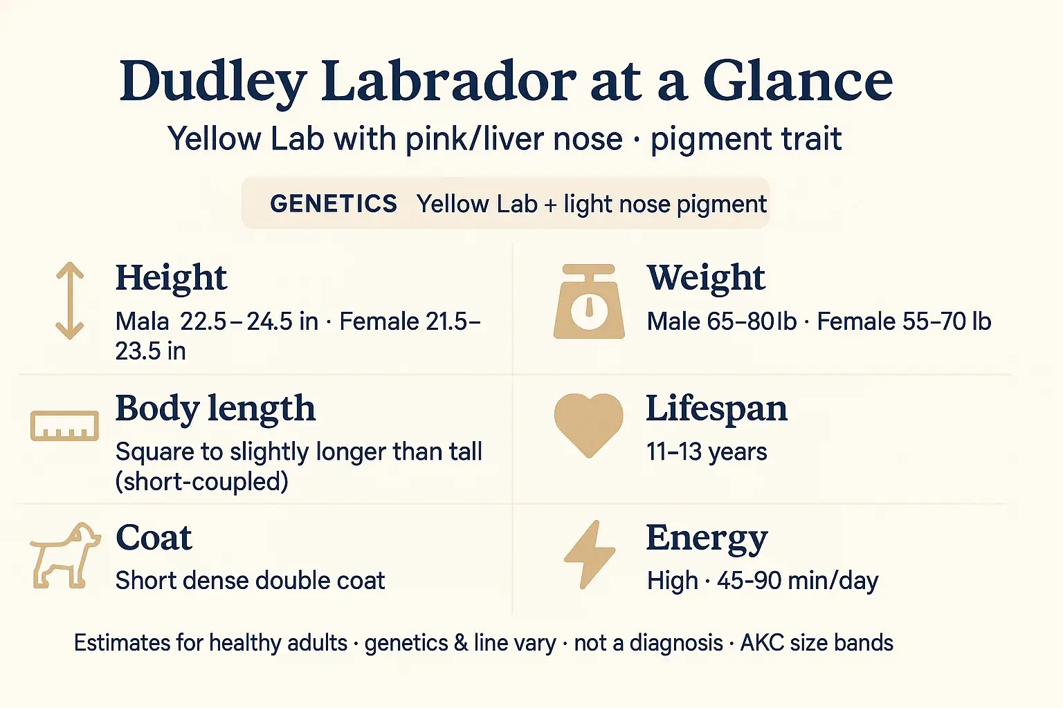 At-a-glance overview: Dudley Labrador at a Glance height weight lifespan