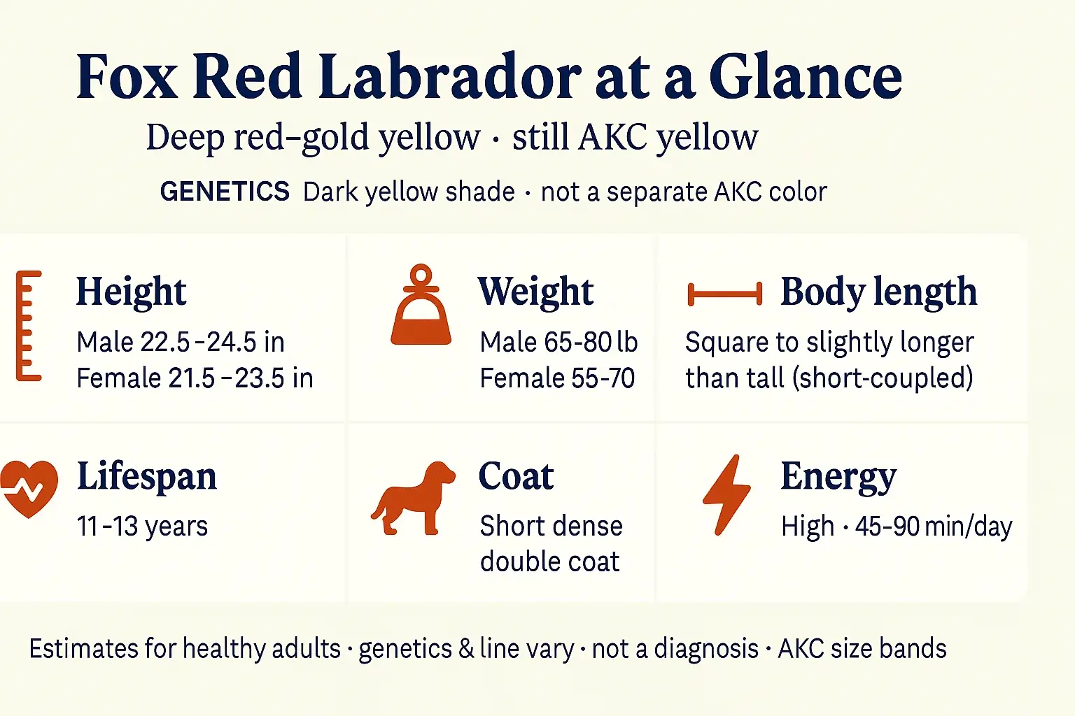Fox red Labrador at a glance: height, weight, body length, lifespan, coat, and energy for a dark yellow Lab