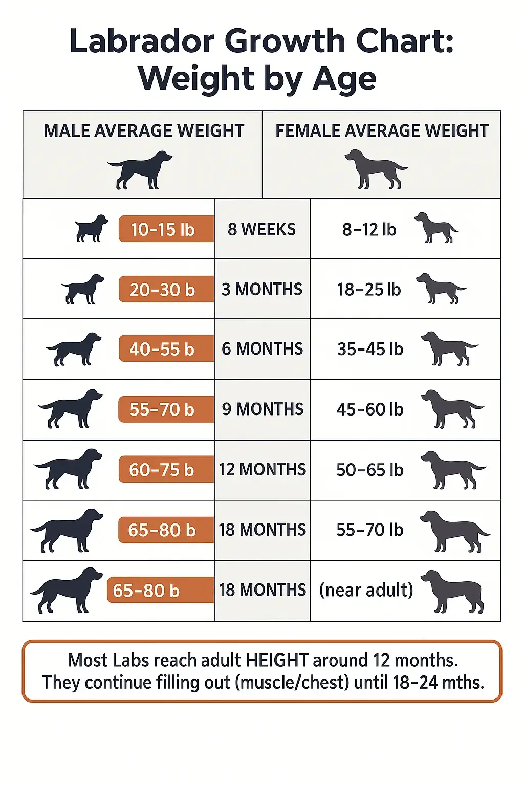 Labrador growth chart infographic with weight by age for males and females