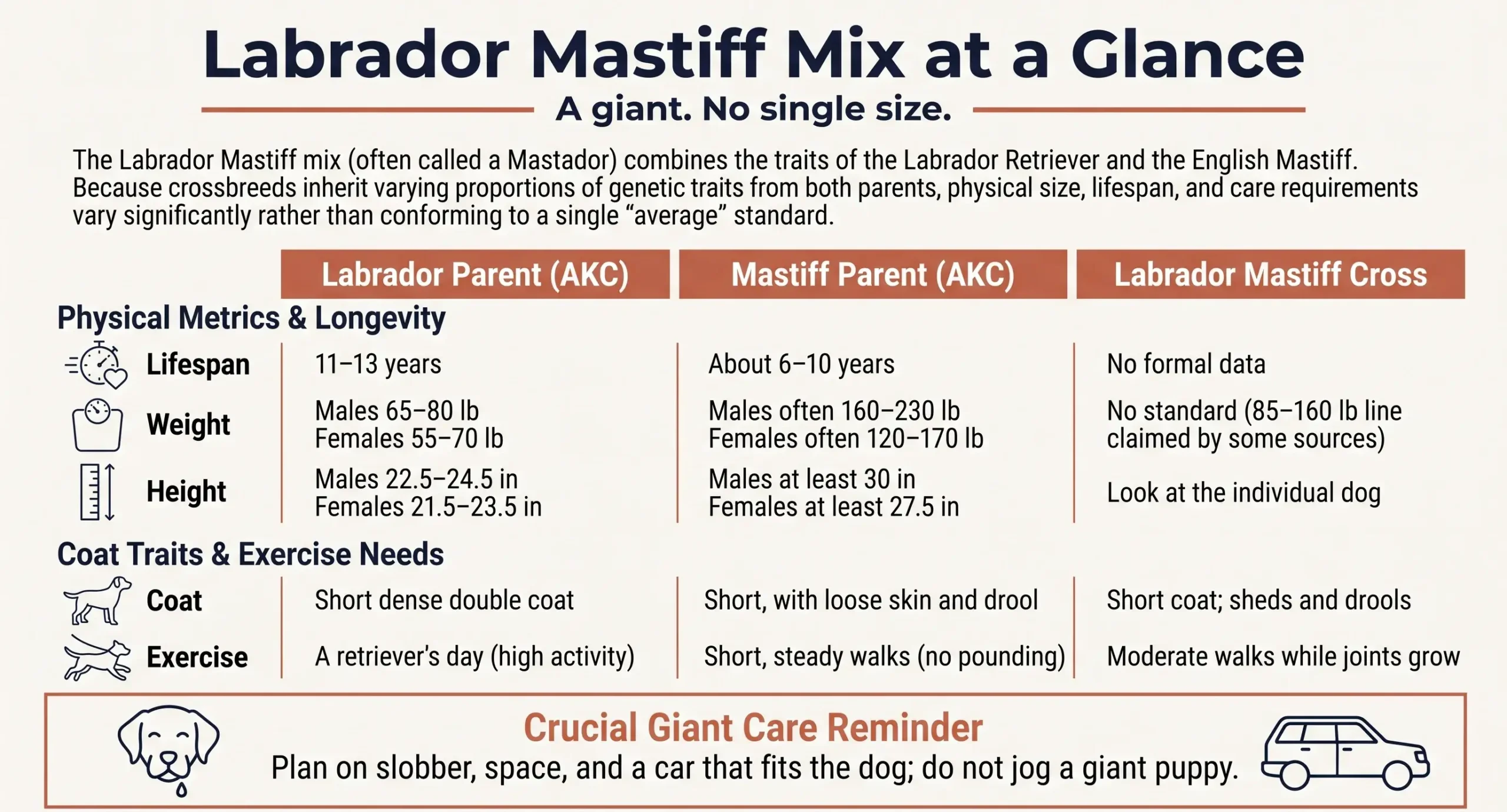 Infographic comparing Labrador and Mastiff parent ranges for size, drool, and exercise, with no single weight for the cross