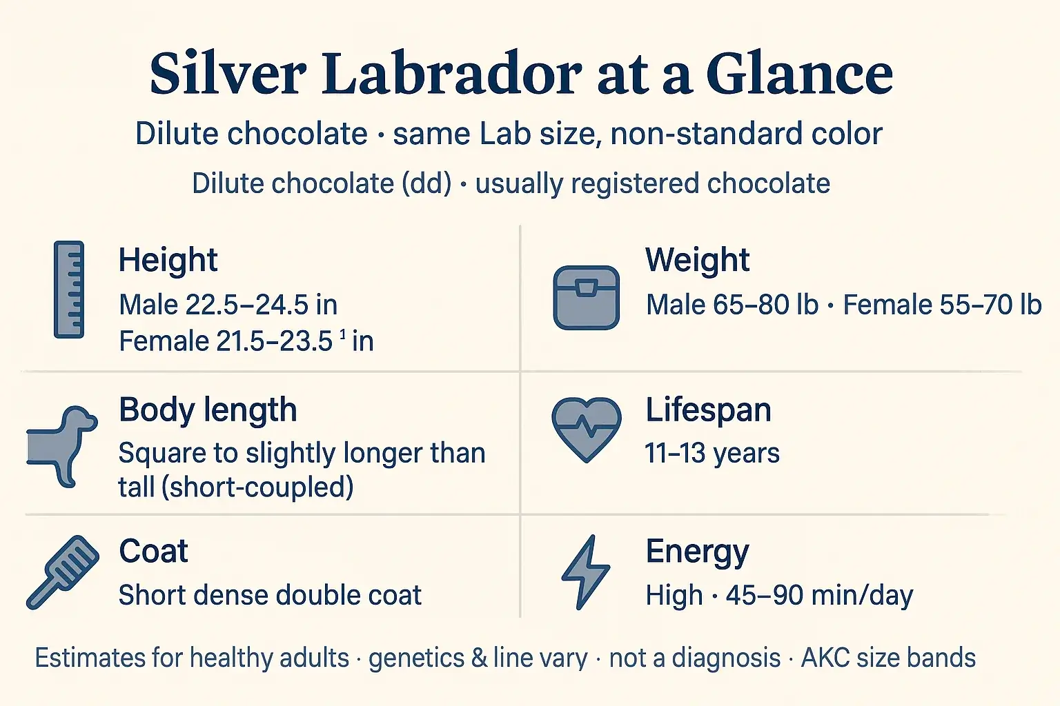 At-a-glance overview: Silver Labrador at a Glance height weight lifespan