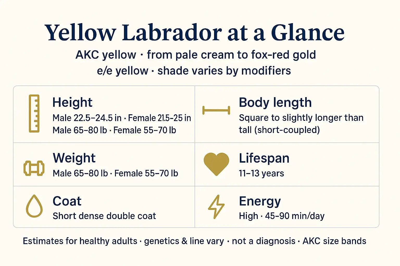 At-a-glance overview: Yellow Labrador at a Glance height weight lifespan