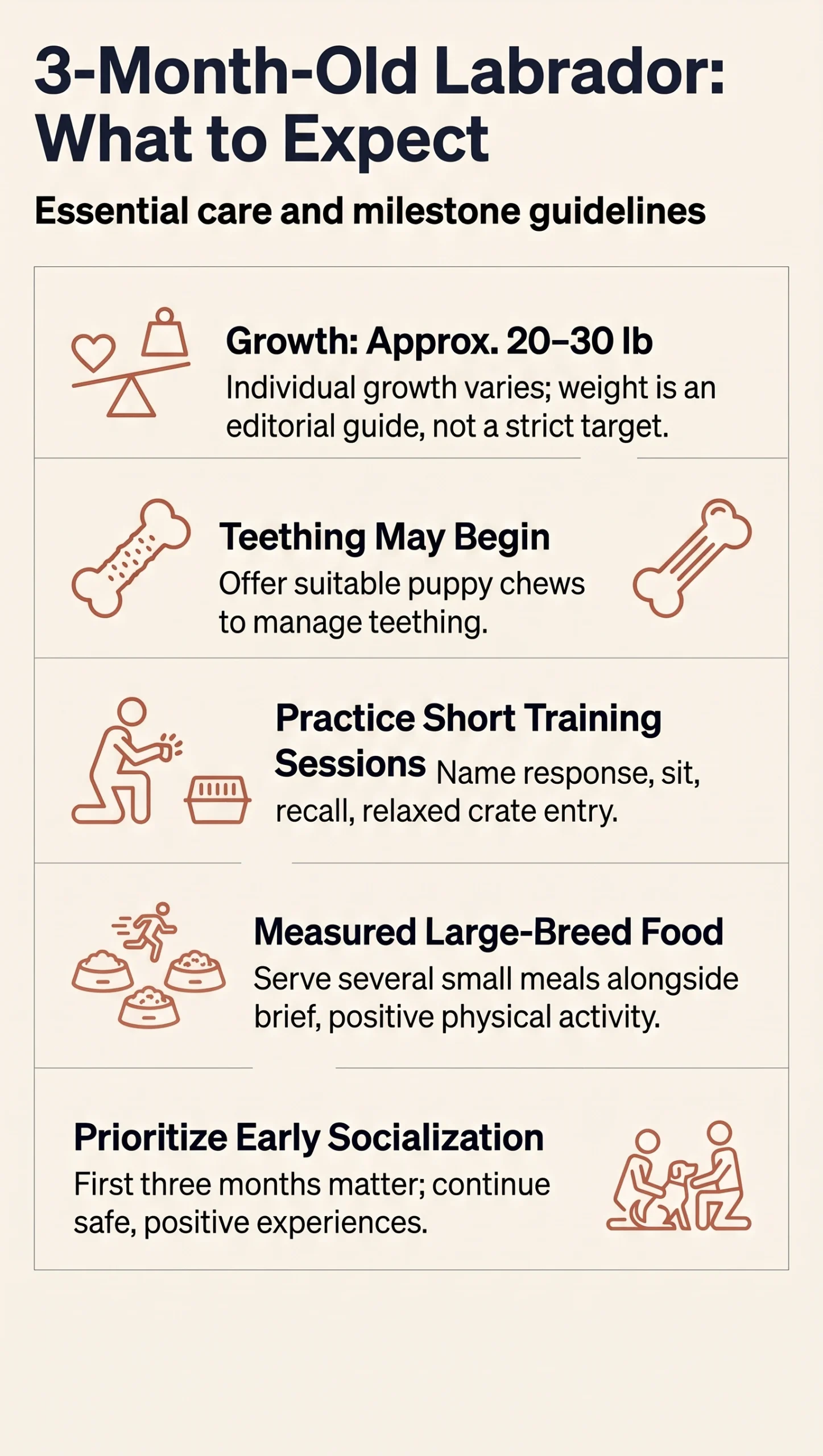 Three-month-old Labrador overview covering growth, teething, training, food, and continued socialization