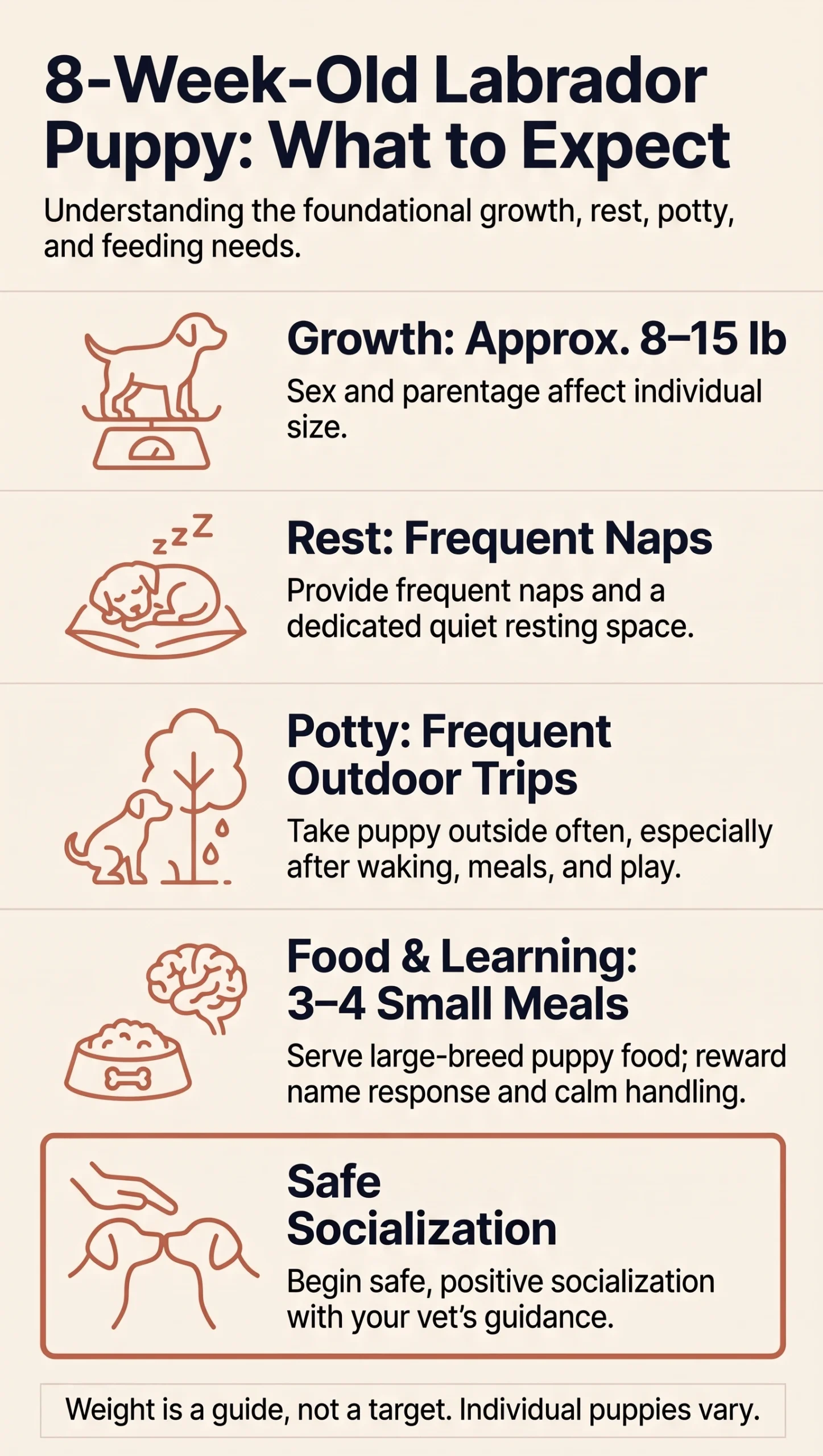 Eight-week-old Labrador overview covering approximate growth, rest, potty trips, food, and positive learning