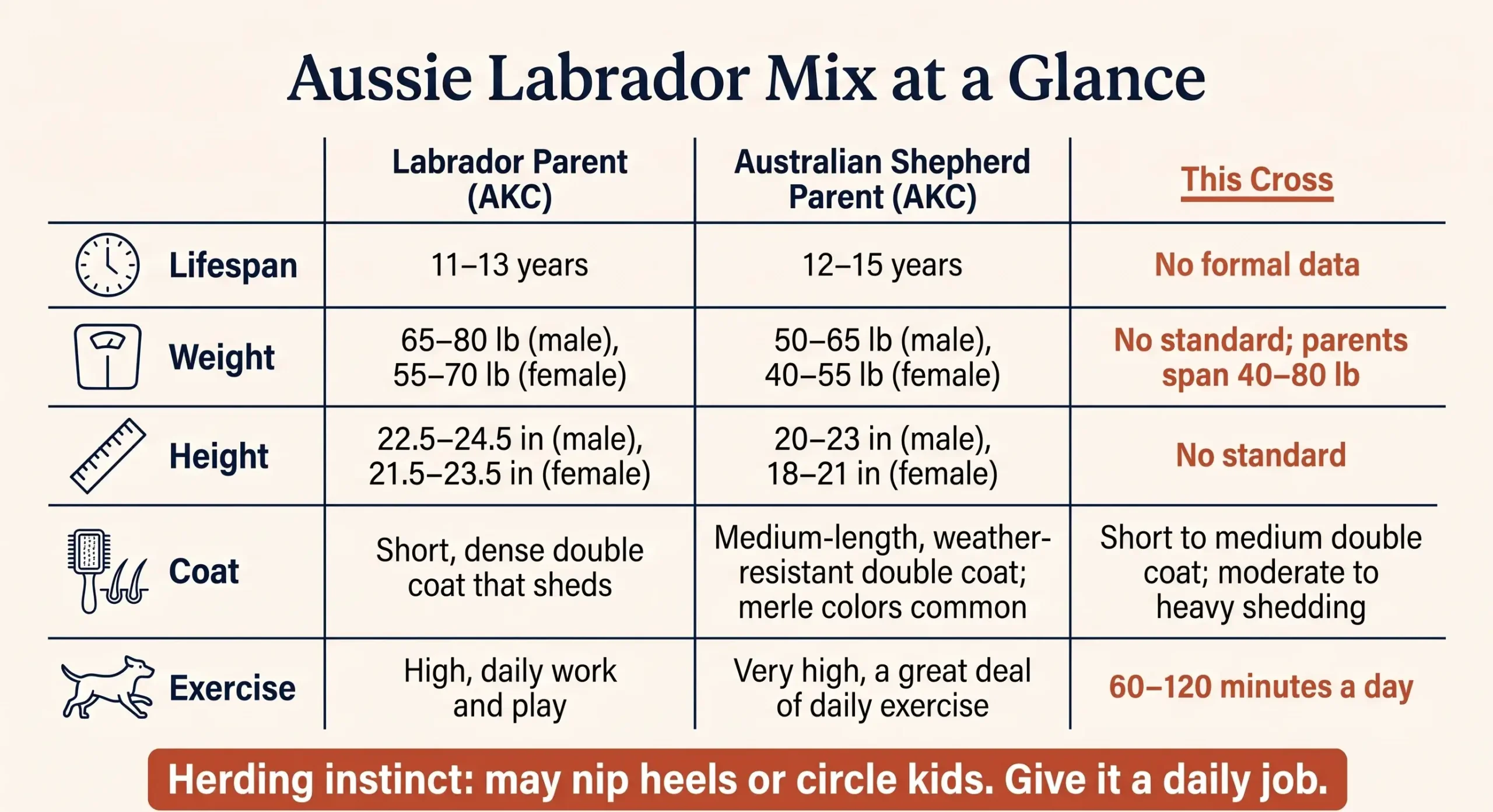Infographic comparing Labrador and Australian Shepherd parent ranges for size, coat, and exercise needs of the cross