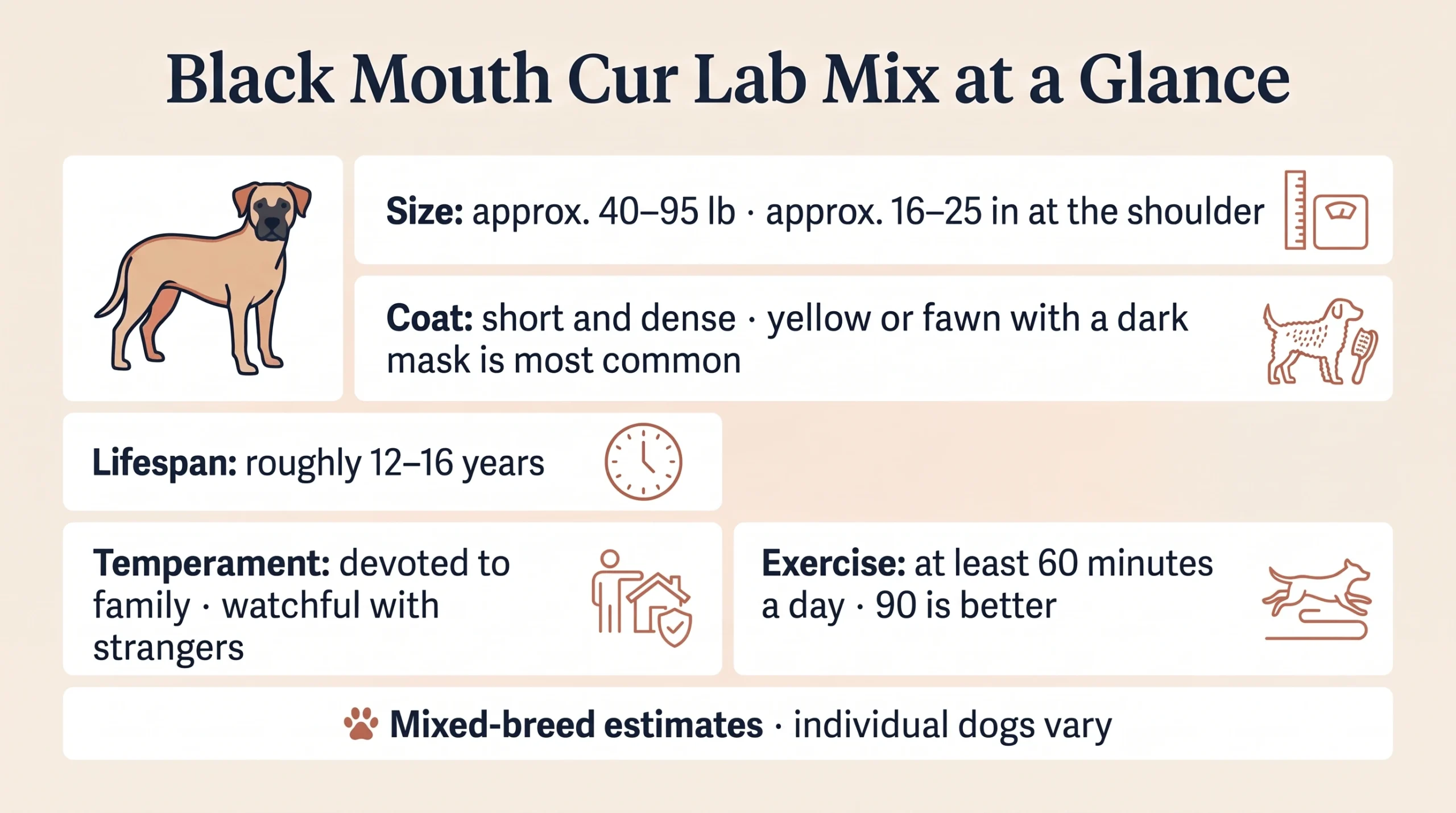 Black Mouth Cur Lab mix at a glance: approx. 40–95 lb and 16–25 in, short coat often fawn with a dark mask, roughly 12–16 year lifespan, temperament and daily exercise