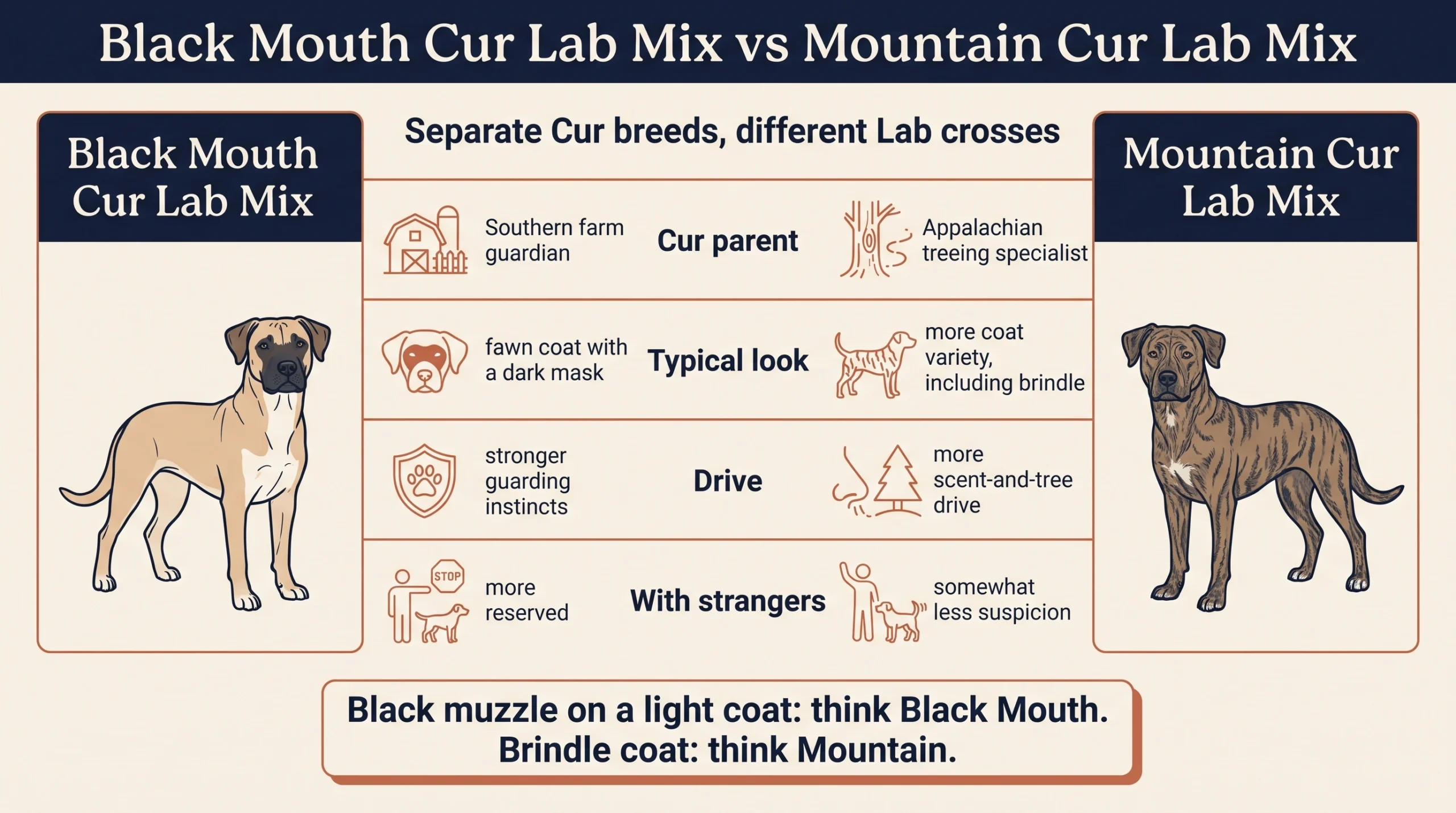 Black Mouth Cur Lab mix vs Mountain Cur Lab mix: Cur parent, typical look, drive and reaction to strangers
