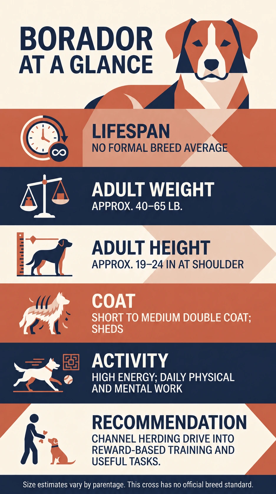 Borador overview with approximate adult size, coat, activity needs, and reward-based training