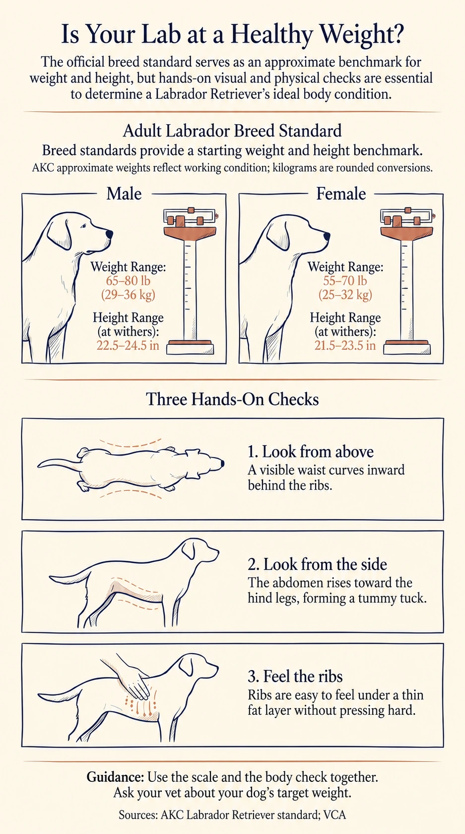 Male and female adult Labrador standard ranges with waist, tummy tuck and rib checks